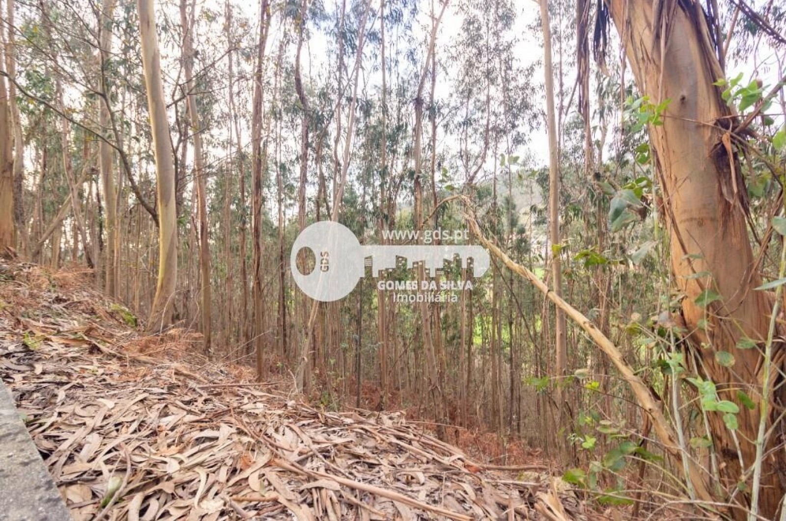 Terreno para Venda em Morreira e Trandeiras, Braga, Braga - Imagem 4