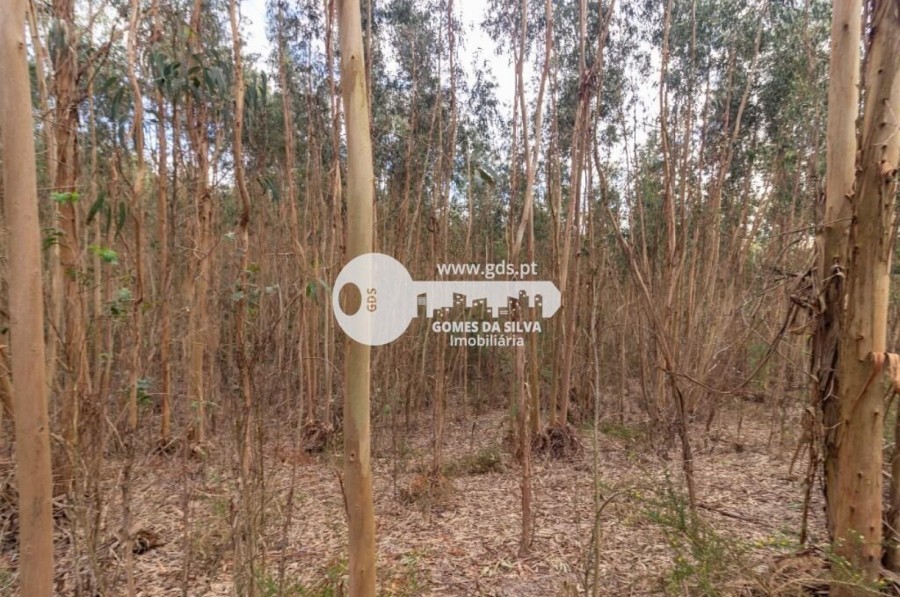 Terreno para Venda em Morreira e Trandeiras, Braga, Braga - Imagem 7