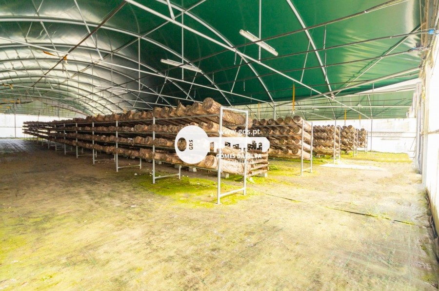 Quinta com duas casas e exploração agrícola em Fafe - Gomes da Silva - Imagem 4 Terreno em Estorãos, Fafe, Braga - Imagem 4