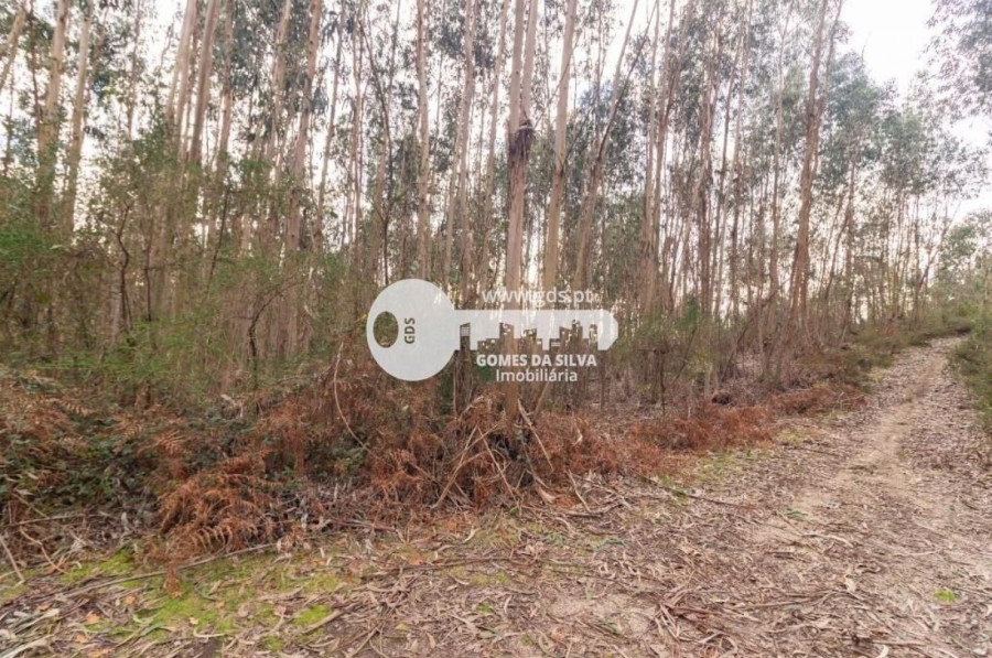 Terreno em Morreira e Trandeiras, Braga, Braga